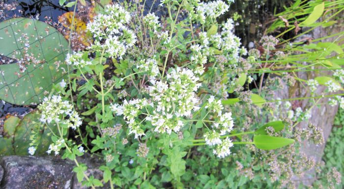 Η ξεχωριστή ικαριώτικη ρίγανη Αρέθουσα